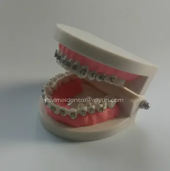 NOV Prihod Ortodontija Zobna Typodont Zob Model s Kovinski nosilec Typodont