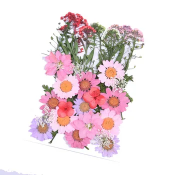 Pritisnete Cvetje majhne Posušeno Cvetje Scrapbooking suho DIY Konzervirane Cvet Dekoracijo Domov MINI bloemen Lepoto ličila streljanje