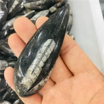 6 cm naravne crystal pravim kotom fosilnih primerkov 1pc