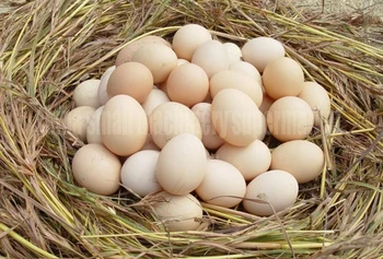 Vroče prodajo Dobre kakovosti tovarniško ceno majhne kokoš raca gos prepelice jajce pranje, kavo, jajce, pralni stroj, jajce čistilec