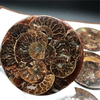 Naravni Ammonite Rezina Fosilnih Ploščo za Uro, zaradi Česar Doma Dekoracijo