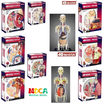 4d master Sestavljanje puzzle igrača človeško telo organa anatomski model medicinski model poučevanja 8 Vrst izbor