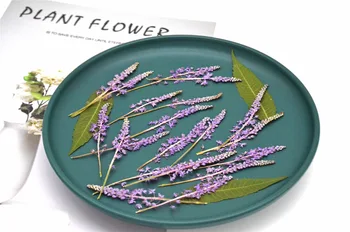 Jujube Cvet Posušene Cvetove Rastlin Vzorcu Diy Ročno Epoksi Roko Primeru Aromaterapija Sveča Foto Okvir Zaznamek Lepota